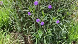 Texas Petunia Ruellia [upl. by Nelhsa]