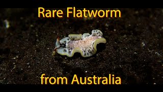 Flatworm from Australia  Range Expansion of quotcf Euryleptid 2quot [upl. by Lilyan]