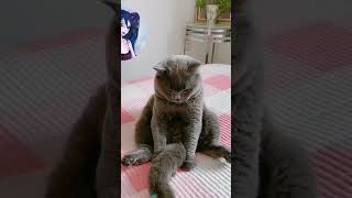 Cat plays with its own tail😂cat funnyvideo catsoftiktok pet kitty funny funnypetvideos [upl. by Alrak319]