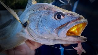 These Fish Fight  Jewfish Fishing Noosa [upl. by Hujsak929]