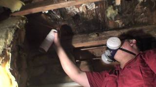 How to eliminate a carpenter ant infestation [upl. by Dorion]