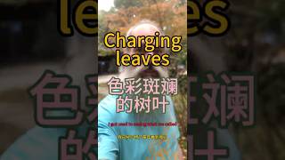 Changing leaves  色彩斑斓的树叶 [upl. by Rebah]