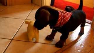 Dachshund puppy barking [upl. by Assisi]