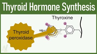 Thyroid Hormone Synthesis [upl. by Sofie900]