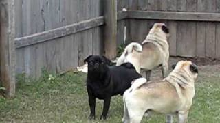 Pugs Barking At Nothing [upl. by Engedi]