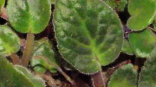 Quick scan on this African Violet plant without any Flowers [upl. by Doy]