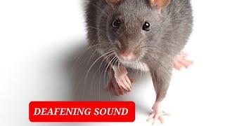 ULTRASONIC RODENT REPELLENT  DEAFENING SOUND TO REMOVE RATS [upl. by Ettenoj149]