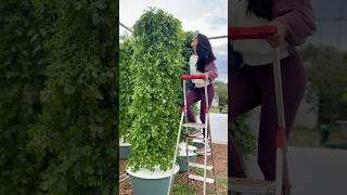 Grow 9 times more cilantro using less space and water cilantro farming hydroponics gardening [upl. by Merilyn444]