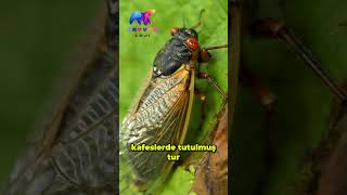 Ağustos Böceği Cicada animals [upl. by Terces]