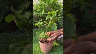 How to grow white Hibiscus garden houseplant hibiscus 🥰😍 [upl. by Lehcir]