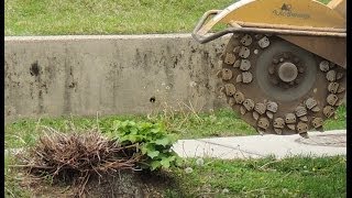 Tree Stump removal [upl. by Maxie]