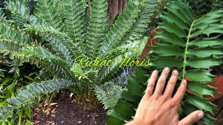 Encephalartos Ferox Tanaman Dari Jaman PurbaAfrican Cycads [upl. by Hgieleak]