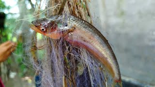 Catching small fish with nets  Net fishing  Fishing techniques  FISH FACTS [upl. by Eillas738]