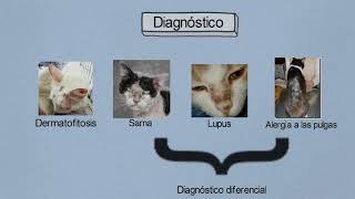 Tratamiento Dermatofitosis en gatos [upl. by Remos898]