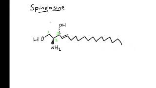 Sphingolipid Categorization [upl. by Tresa836]