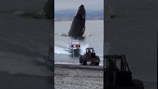 Massive Whale Endangers Boat That Is Being Docked [upl. by Kruter958]