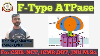 FType ATPase  ATP Synthase In Hindi By Dr Aditya Sharma CSIRJRF PhD For CSIRNET ICMR DBT [upl. by Meekah911]