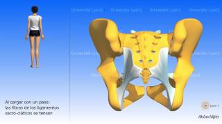 Artrología de la pelvis la articulación sacro ilíaca [upl. by Jessamyn]