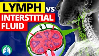 Lymph vs Interstitial Fluid  Whats the Difference [upl. by Nemaj]