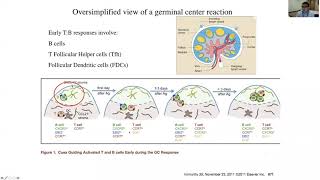 “B cells and Antibodies in Transplantation” by Dr Peter Sage [upl. by Annahc]