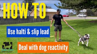 HOW TO  use Halti slip lead amp deal with dog reactivity dogtraining dog dogobedience [upl. by Flam]