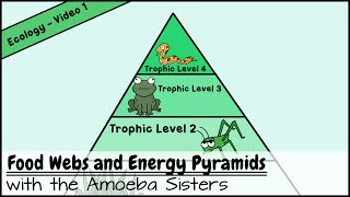 Food Webs and Energy Pyramids Bedrocks of Biodiversity [upl. by Aenal]