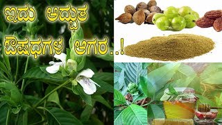 ಆಡು ಮುಟ್ಟದ ಸೊಪ್ಪಲ್ಲಿದೆ ಔಷಧಗಳ ಭಂಡಾರ Medicinal benefits of Malabar nut Adu soge vasaka M2 [upl. by Aja]