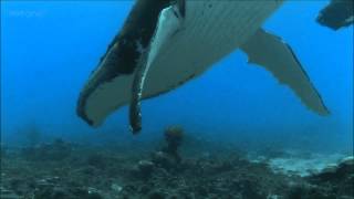 Humpback Whales  BBC documentary excerpt [upl. by Moseley]