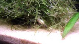 Corydoras habrosus placing eggs [upl. by Monteria]