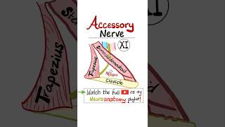 Accessory Nerve  11th Cranial Nerve  CN XI  Neuroanatomy…anatomy science biology mbbs nurse [upl. by Silevi]