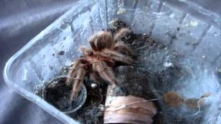 Tarantula Feeding Video 95 with 77 Inverts [upl. by Aneej]