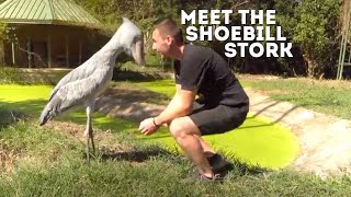 Meet The Shoebill Stork Balaeniceps Rex  Drive 4 Wildlife [upl. by Aay]