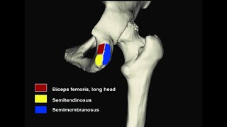 Ligaments and muscles that attach on the ischial tuberosity [upl. by Ariahaj896]