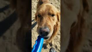 We love dogs doglover GoldenRetrieverDogAwesome [upl. by Barta]