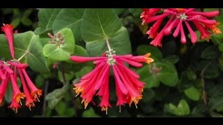 EcoBeneficial Tips Native Honeysuckle [upl. by Avihs]