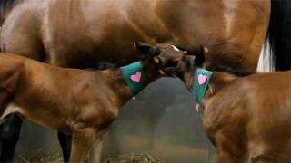 Rare birth of twin foals at University of Minnesota Vet Center [upl. by Ecille]