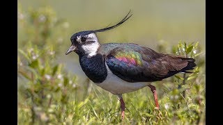 Lapwing Sounds  Lapwing Calls [upl. by Bogart]