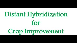 Distant Hybridization in Crop Improvement [upl. by Akimahs]