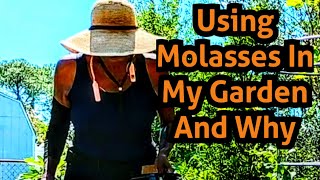 Using Molasses In My Garden And Why‼️ [upl. by Airdnal]