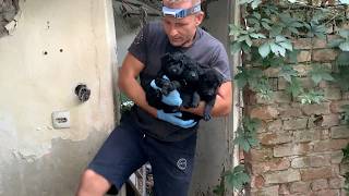 Abandoned Puppies Found Shelter in Abandoned House [upl. by Tereb]