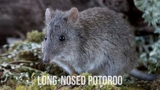 Longnosed Potoroo  Conservation Ecology Centre  Cape Otway [upl. by Kosey]