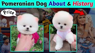 Pomeranian Dog About and History  Pomeranian puppies price  Cute Teacup dog price  Dog Market [upl. by Seltzer]