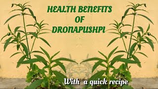 Health Benefits of Drona Pushpi with a quick recipe ll healthy recipe ll Guma recipe ll Gumi recipe [upl. by Royall]