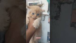 Baby kitten ❤️ pet pets petlover viralshort viralvideo video viralshorts trending [upl. by Tedda]