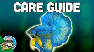 Betta Fish Care Guide  Betta Fish Tanks  Aquarium CoOp [upl. by Ylrahc]