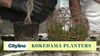 DIY kokedama planters [upl. by Adnuahsor]