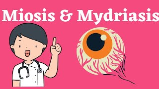 Mechanism of miosis and mydriasis  active amp passive sympathetic amp parasympathetic [upl. by Hardigg]