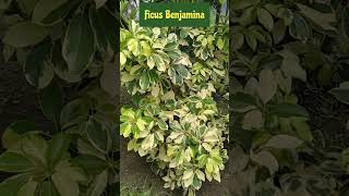 Cuidados del Ficus Benjamina Variegata shorts ficus plantas naturaleza [upl. by Ramedlaw]