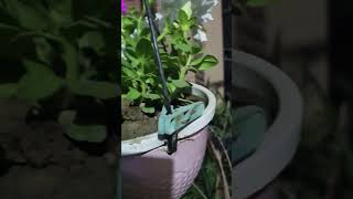 petunia flower 🤍 trending music love youtubeshorts oldisgold shorts subscribe flowers like [upl. by Ainnek]