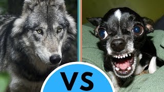 Dog vs Wolf Differences [upl. by Behn]